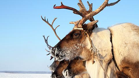 Arctic Reindeer